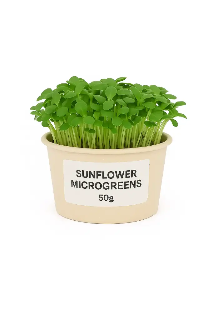 Sunflower Microgreen