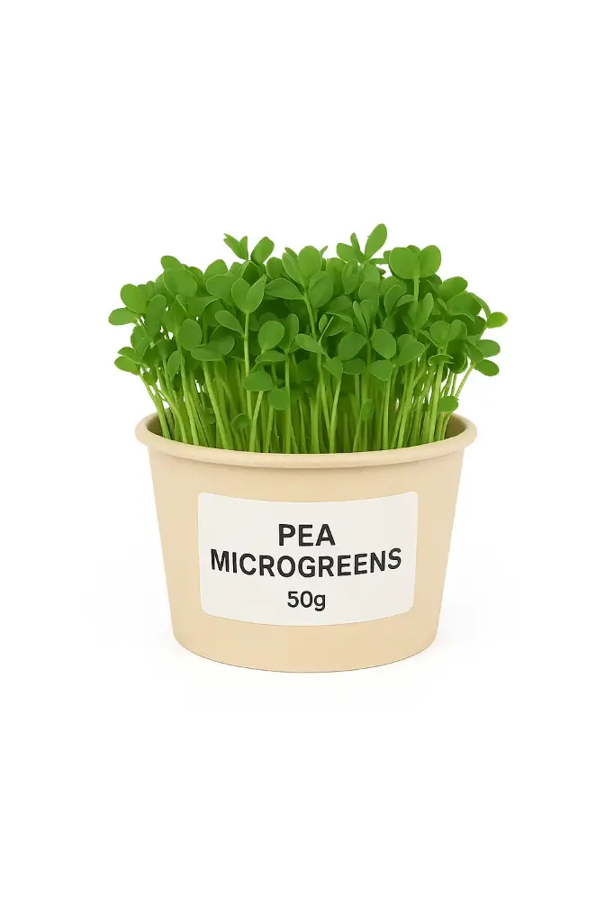 Pea Microgreen