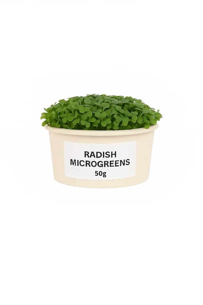 Radish Microgreen