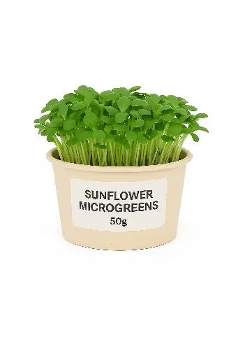 Sunflower Microgreen